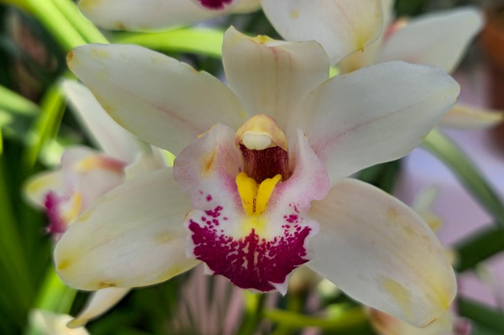 20250222_135626 Tower Hill Botanic Garden, MA.jpg - Orchid. New England Botanic Garden at Tower Hill, MA, 2-22-2025